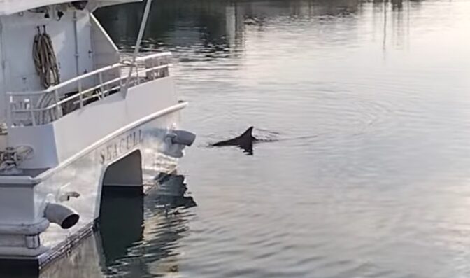 dolphin 2
