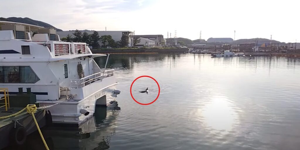 dolphin 1