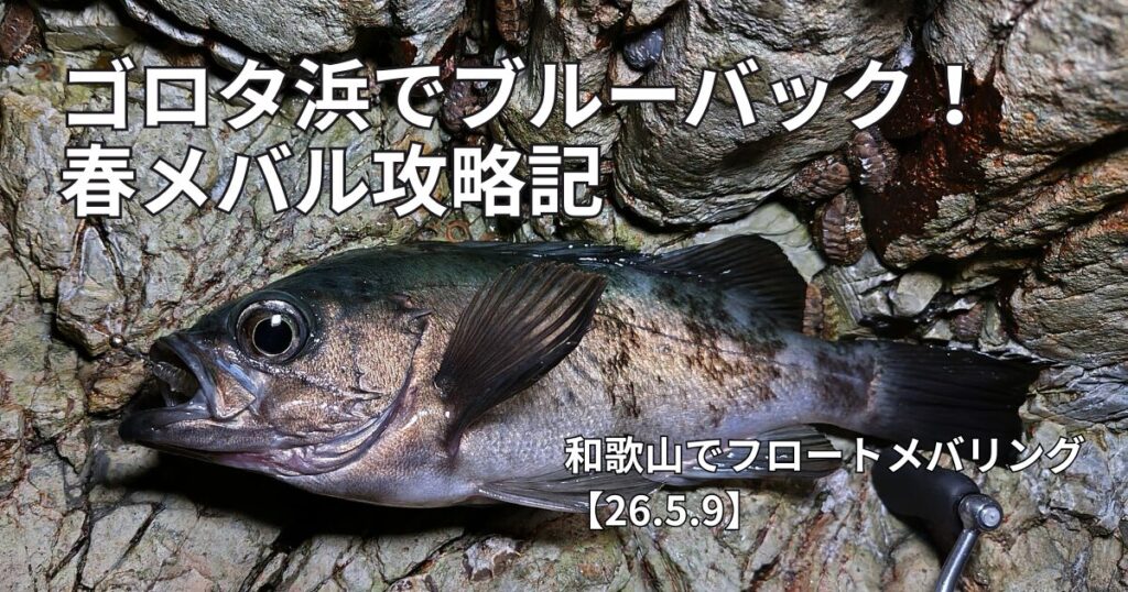 ゴロタ浜　春メバル