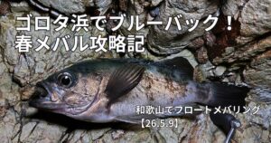 ゴロタ浜　春メバル