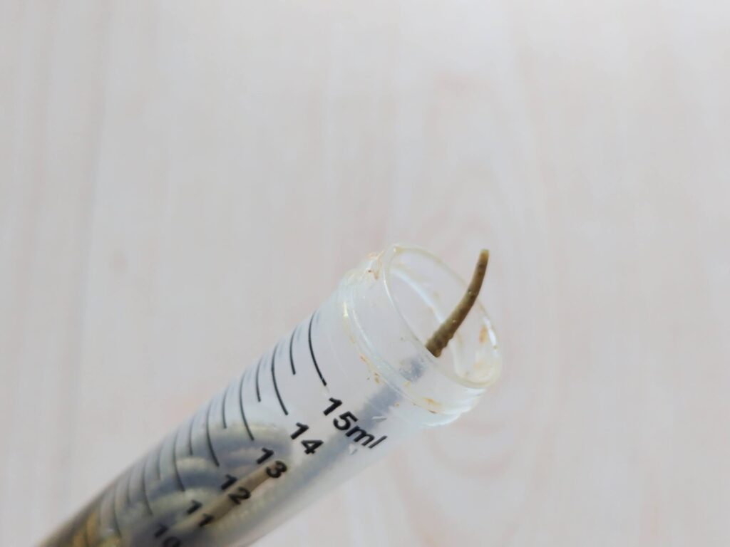 スピッツ管　ワーム取り出し